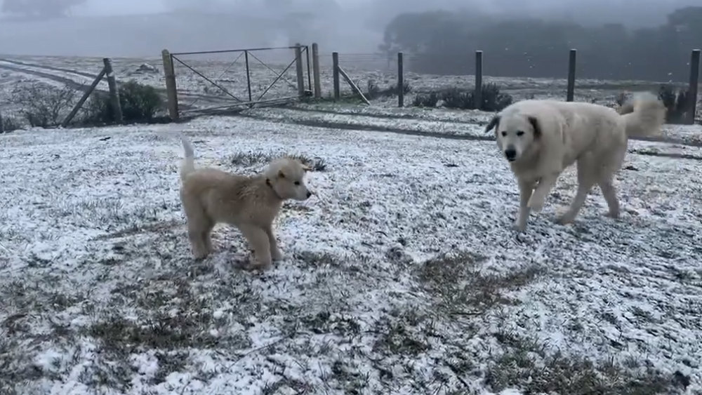 nieve en Rio Grande do Sul fotos.png