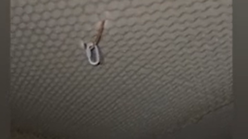 Captura de pantalla 2025-10-30 133456.png