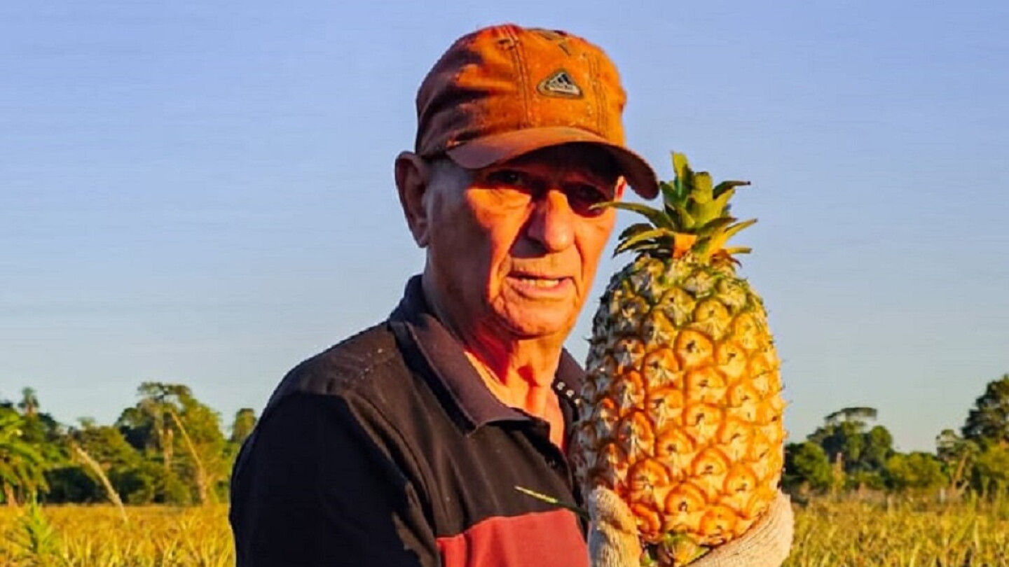 Productores se destacan con piña y tabaco, las noticias positivas de la ...