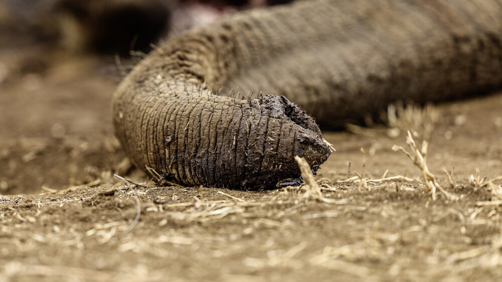 Kenia / Muerte de elefantes