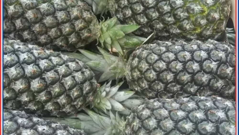 Productores de piña de Horqueta exportan sus productos a la Argentina ...