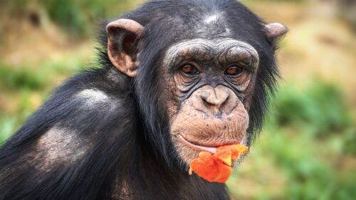 chimpanzee-g90f200d9b_1920.jpg