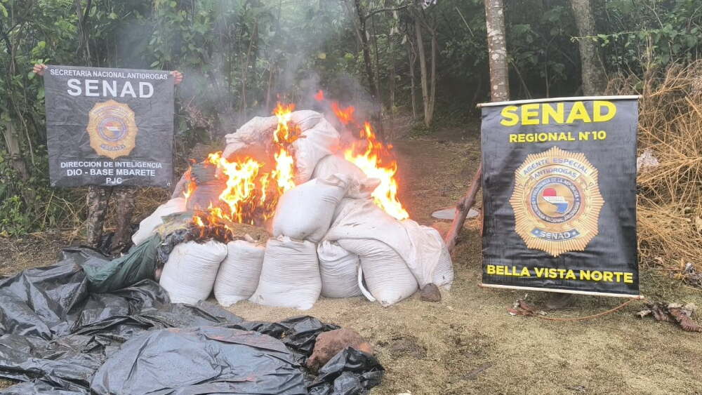 Senad saca de circulación 12 toneladas de marihuana en Bella Vista Senad saca de circulación 12 toneladas de marihuana en Bella Vista