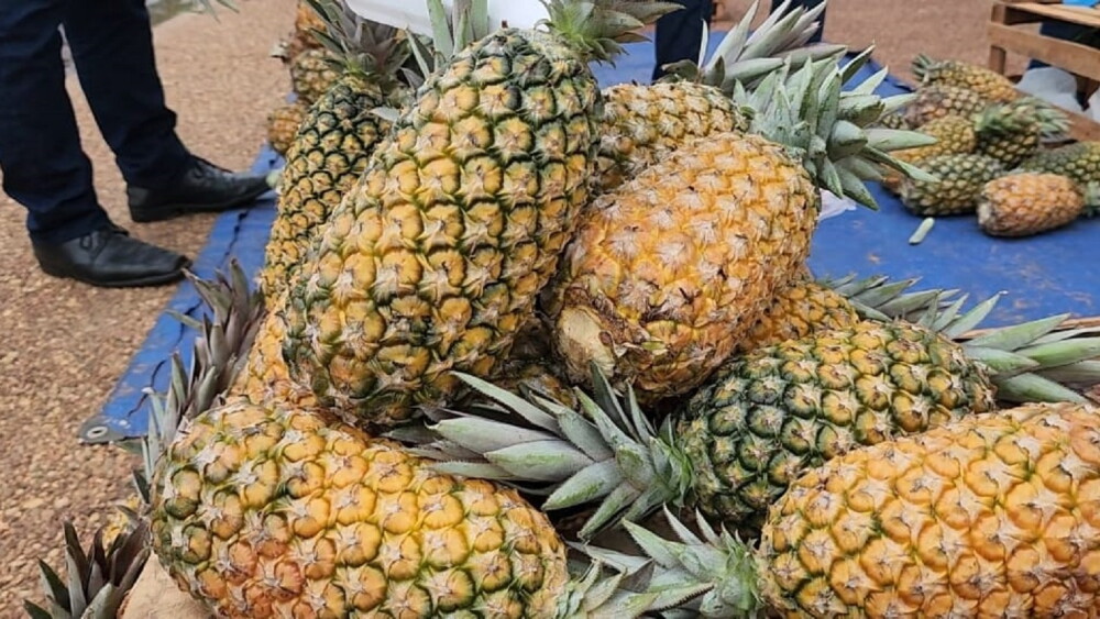 Gran producción de piña deriva en una feria en Concepción - Última Hora ...