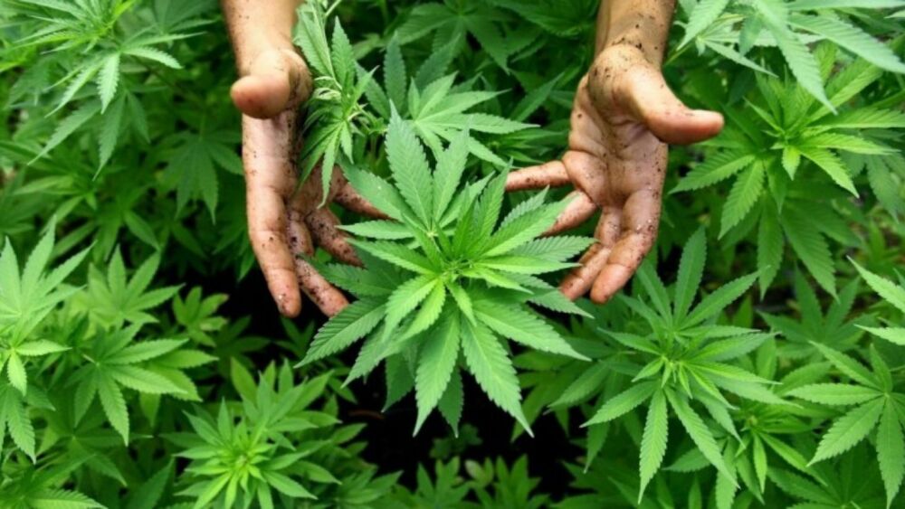 marihuana_plantacion_cannabis.jpg