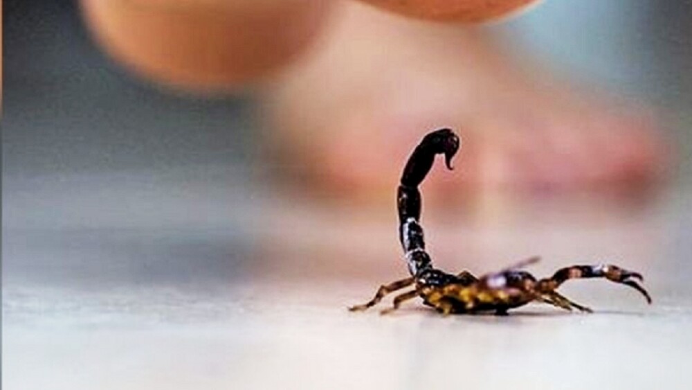 Cuidados contra alacranes, arañas y uso de la creolina en estos días Cuidados contra alacranes, arañas y uso de la creolina en estos días