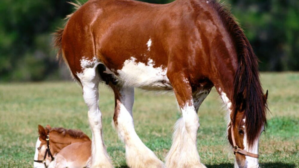 caballos.jpg