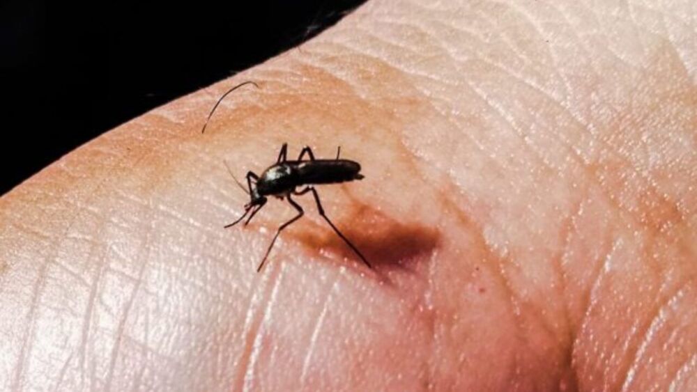 dengue-zika-mosquito-600x340 (1).jpg