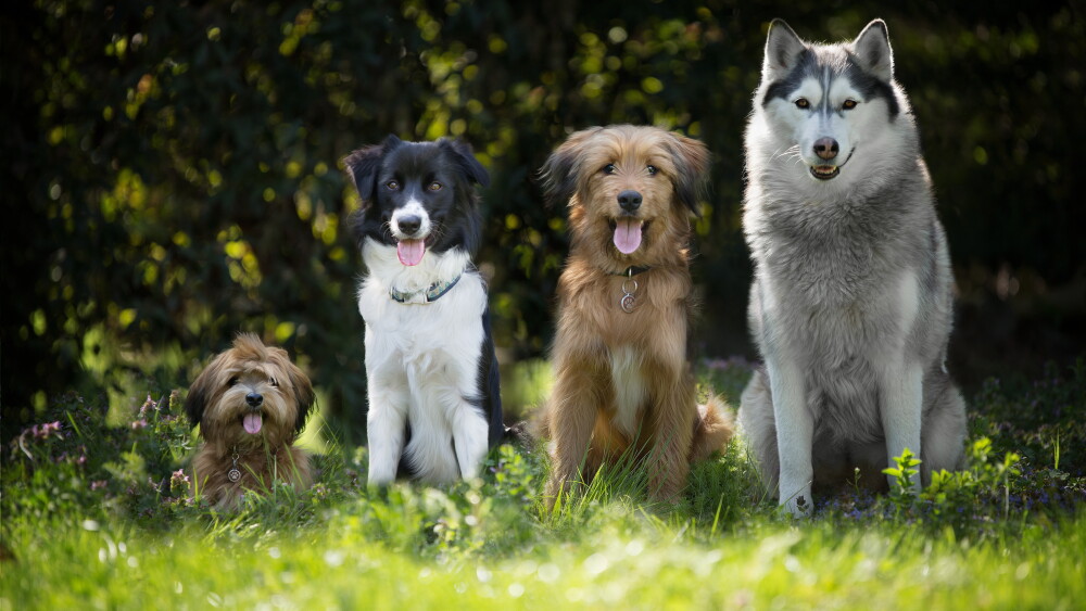 Día Mundial del perro