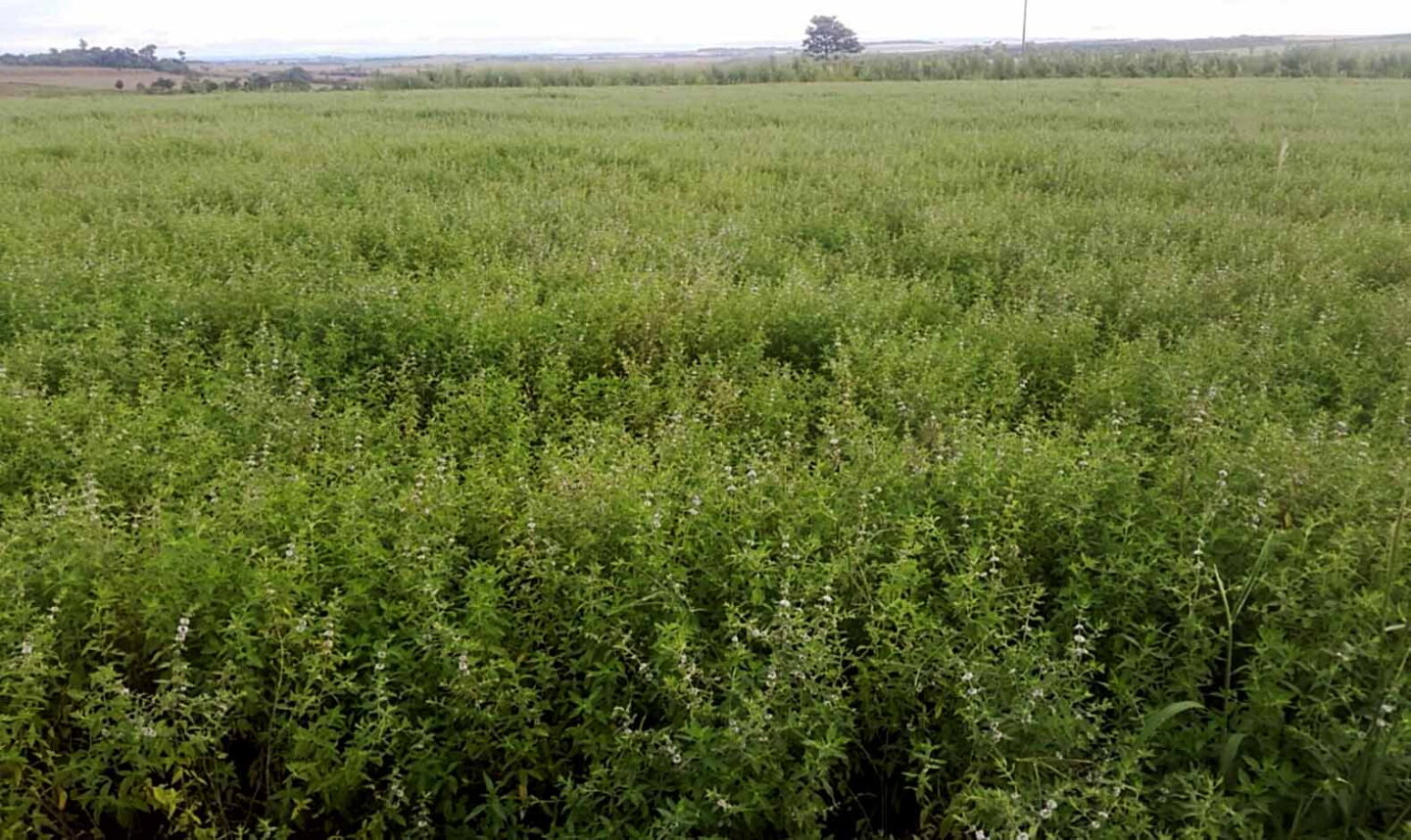 Peligra cosecha de menta ante los azotes de El Niño (1).jpg