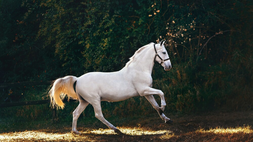 El secreto oculto detrás del relincho de los caballos: los investigadores descubren algo sorprendente El secreto oculto detrás del relincho de los caballos: los investigadores descubren algo sorprendente