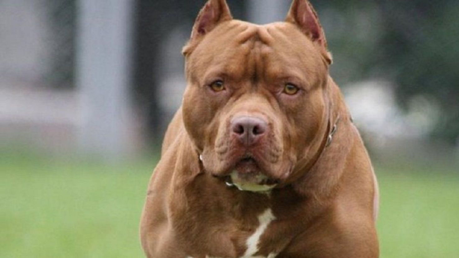 Por qué los perros de la raza pitbull tienden a ser agresivos? - Última Hora | Noticias de Paraguay y el mundo, las 24 horas. Noticias nacionales e internacionales, deportes, política. Noticias
