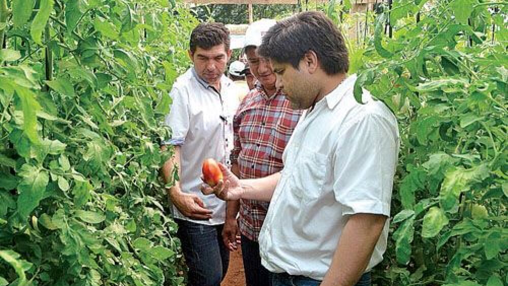 Primer fruto.  Los agricultores y el gobernador de Concepción probaron los primeros resultados de la producción.