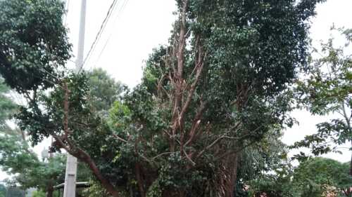 Mala poda árboles_61541775.jpg