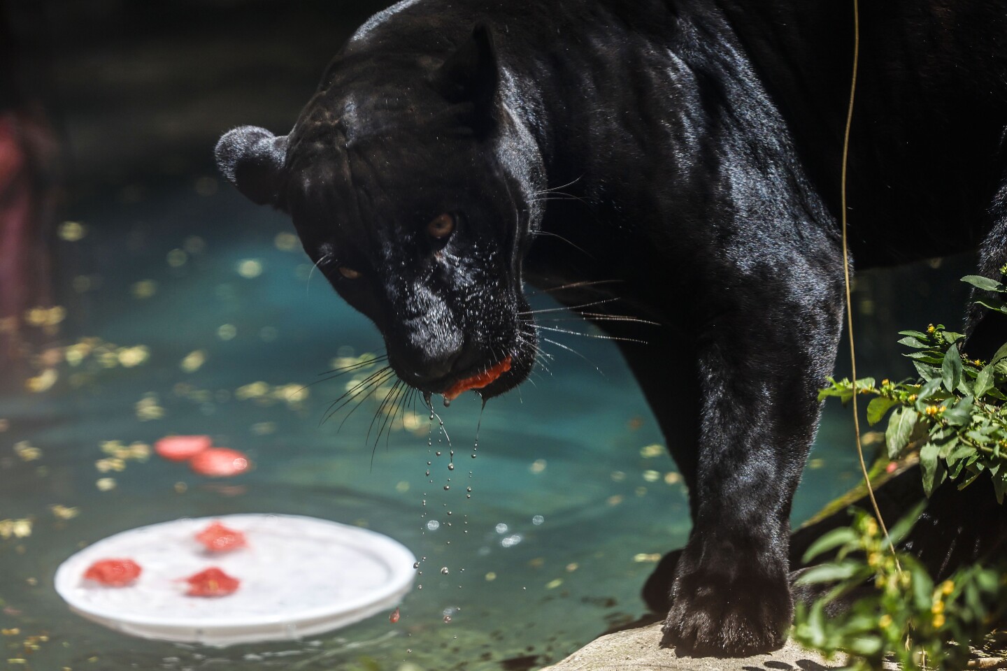 Animales en el BioParque de Río reciben helados por altas temperaturas