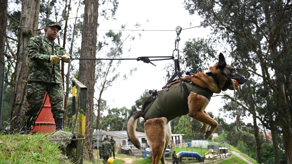 COLOMBIA-ARMY-DOGS-TRAINING