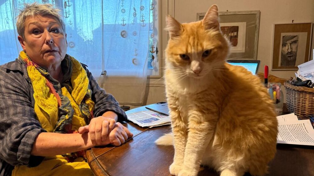 Remi, el gato travie