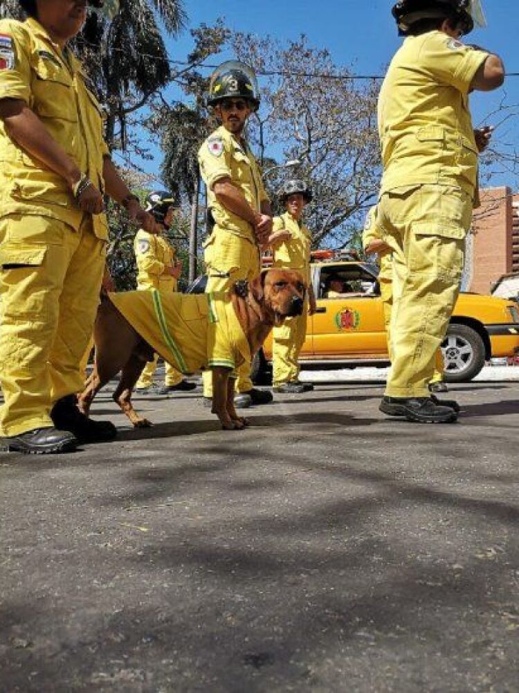 5231641-Libre-272245399_embed