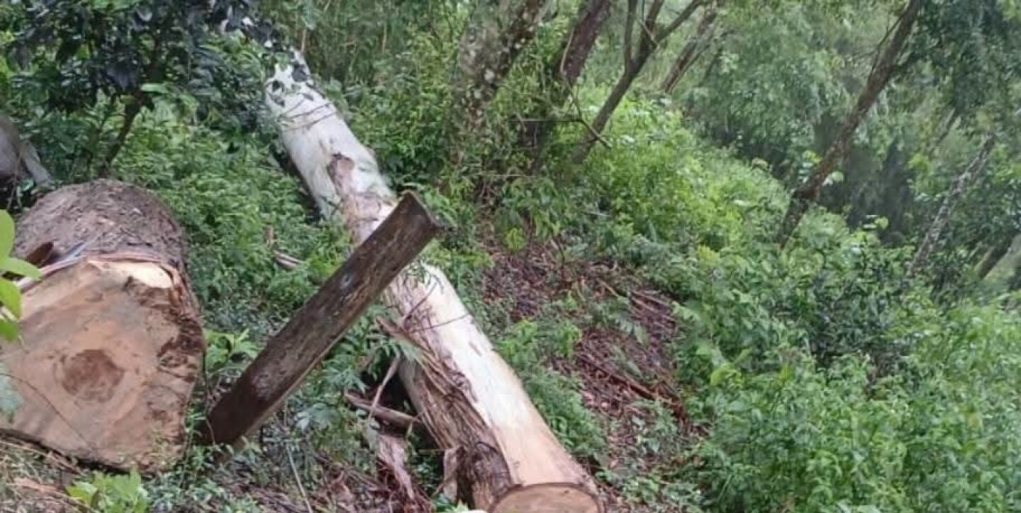 Muere talando arbol de eucalipto.jpg