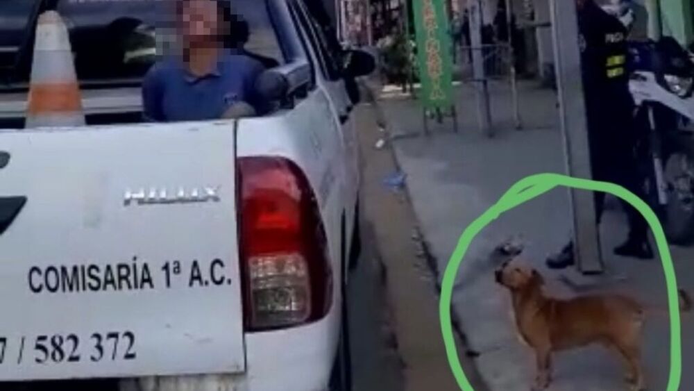 perrito.jpg