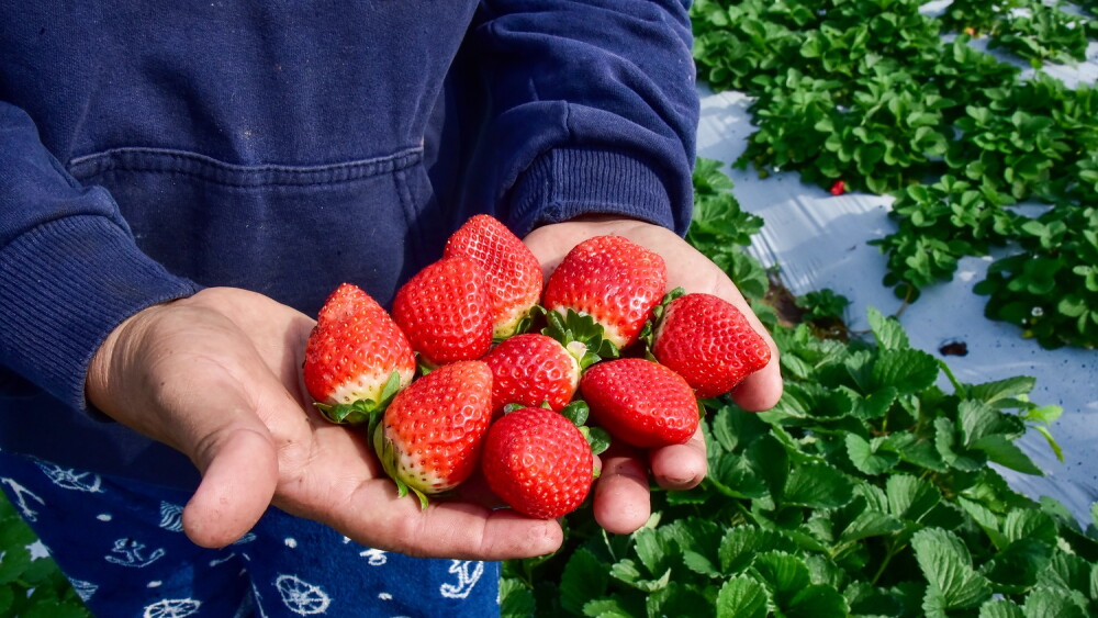 FRUTILLA 2 (1).jpg