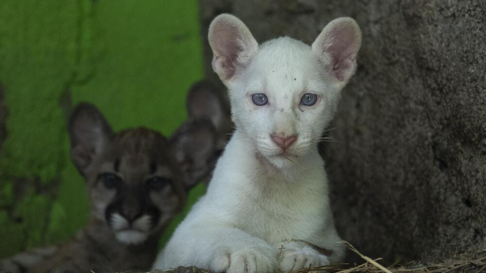 Presentan en público a Itzae, el primer puma albino nacido en cautiverio en Nicaragua