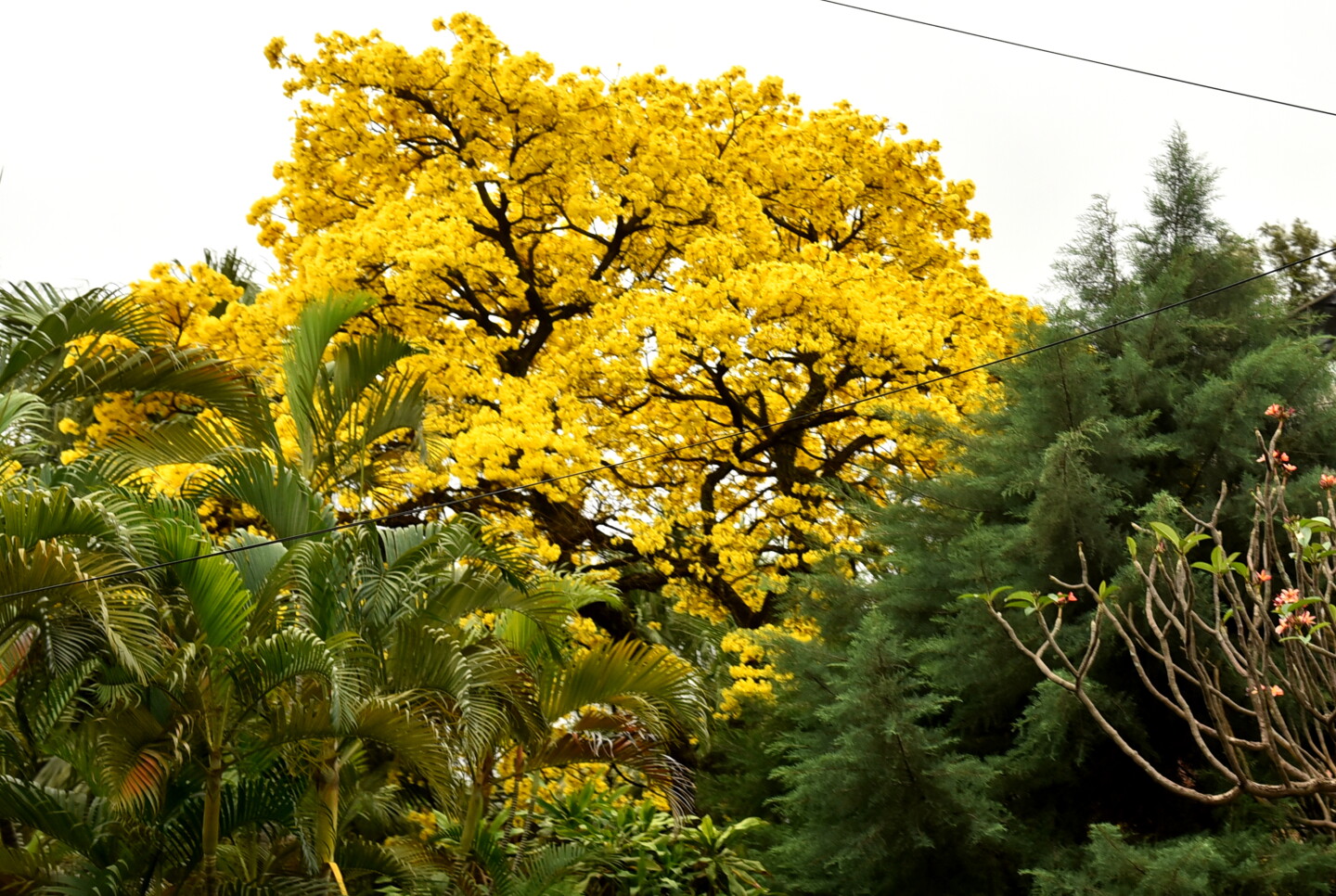 LAPACHO AMARILLO_4_46930050.jpg