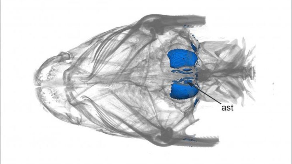 Fotografía cedida por el Smithsonian de los otolitos, unos diminutos huesos presentes en el parietal de los vertebrados.