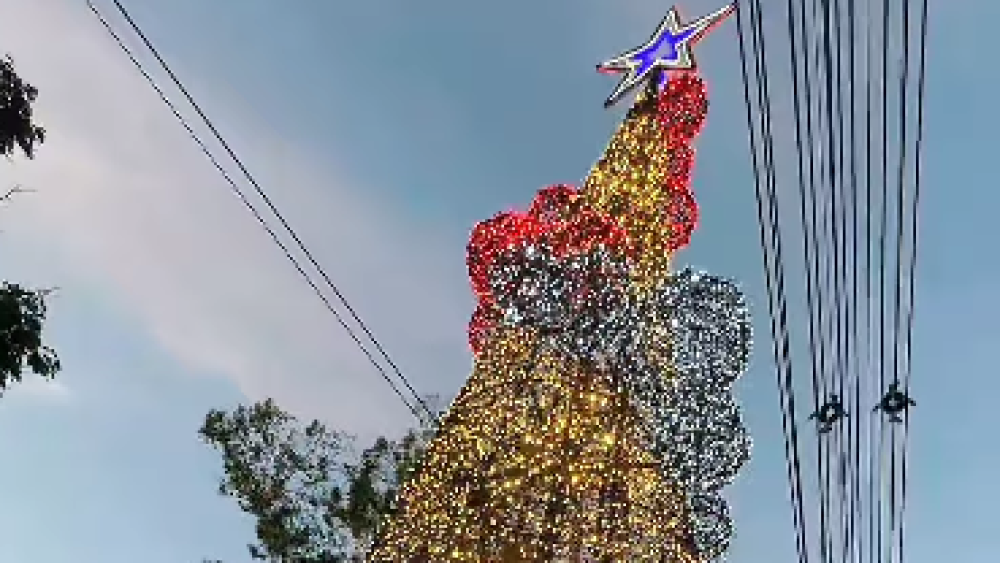 Árbol donado por Ciudad del Este