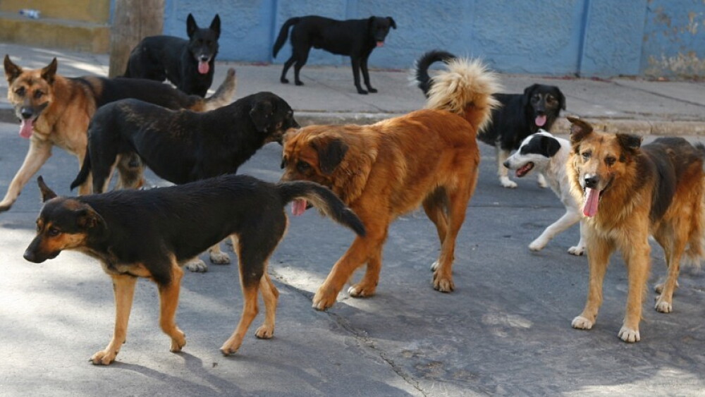 perros sueltos.jpg