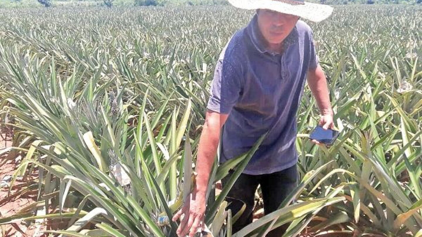 Producción de piña de Guayaybí puede malvenderse, dicen - Última Hora ...