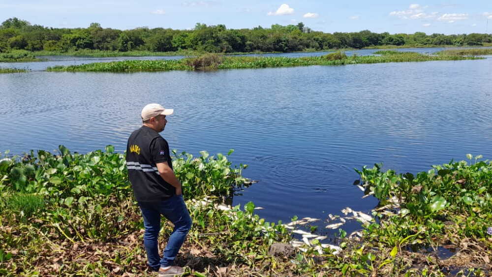 Arroyo Ñeembucú. Mortandad de peces.jpeg