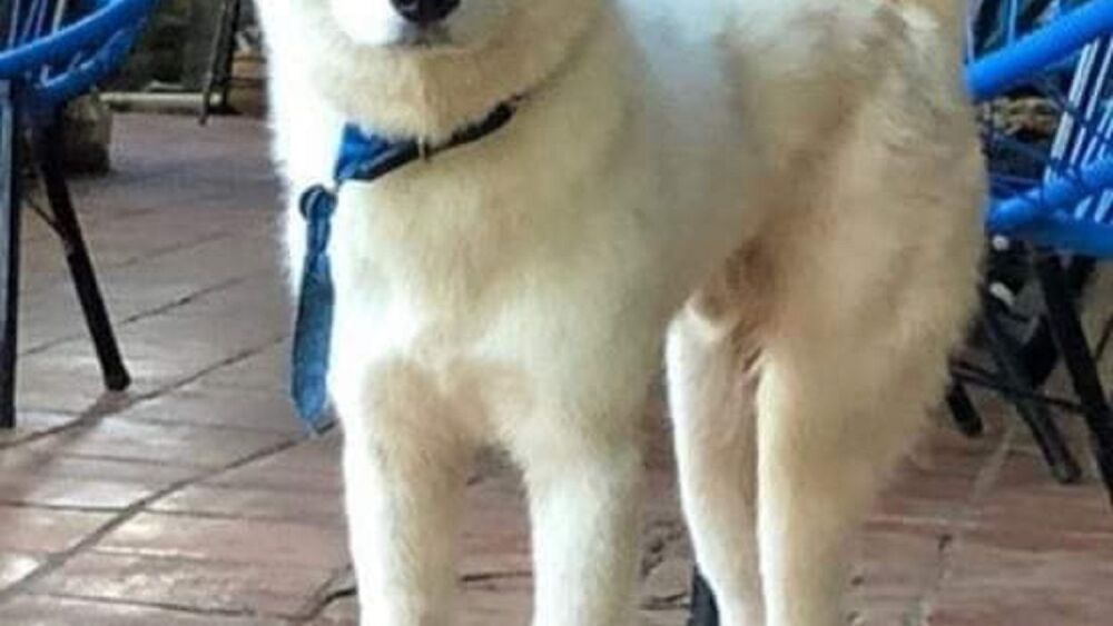 akita asesinado.jpg