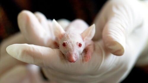 ratones laboratorio - pixabay.jpg