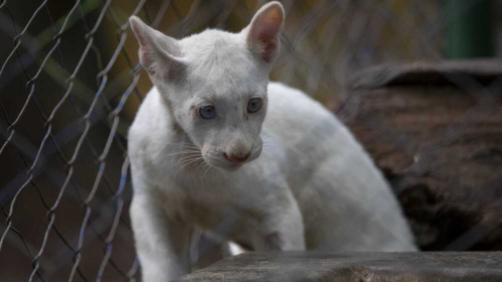 Presentan en público a Itzae, el primer puma albino nacido en cautiverio en Nicaragua