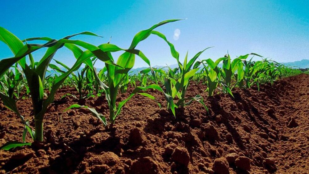 Cultivo de soja_48627951.jpg