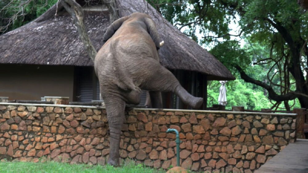 Elefante salta por mango.jpg