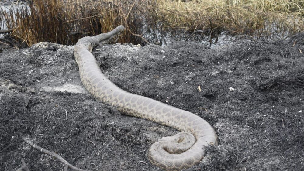 parque guasu-kuriju.jpeg