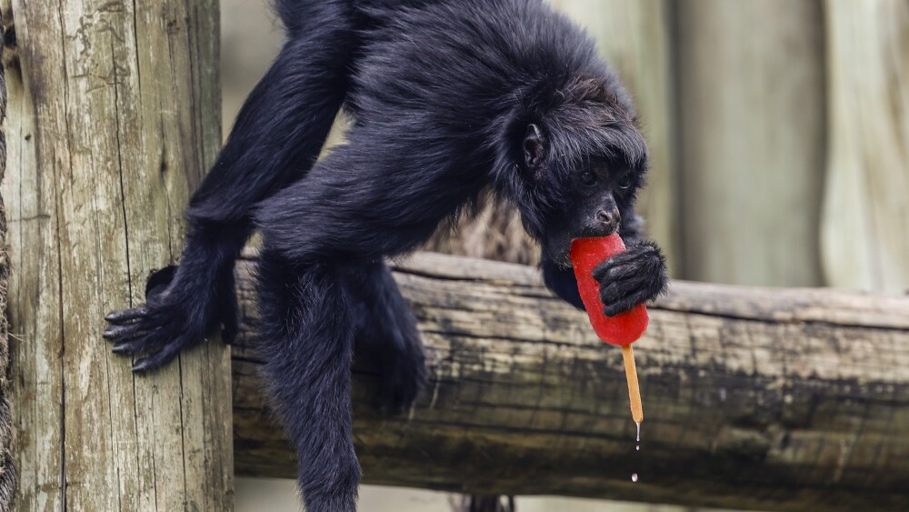 Los animales del zoológico de Río de Janeiro reciben helados en un día con calor récord Los animales del zoológico de Río de Janeiro reciben helados en un día con calor récord