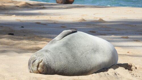 Foca monje.jpg