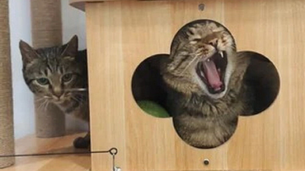 gatitos aeropuerto.jpg
