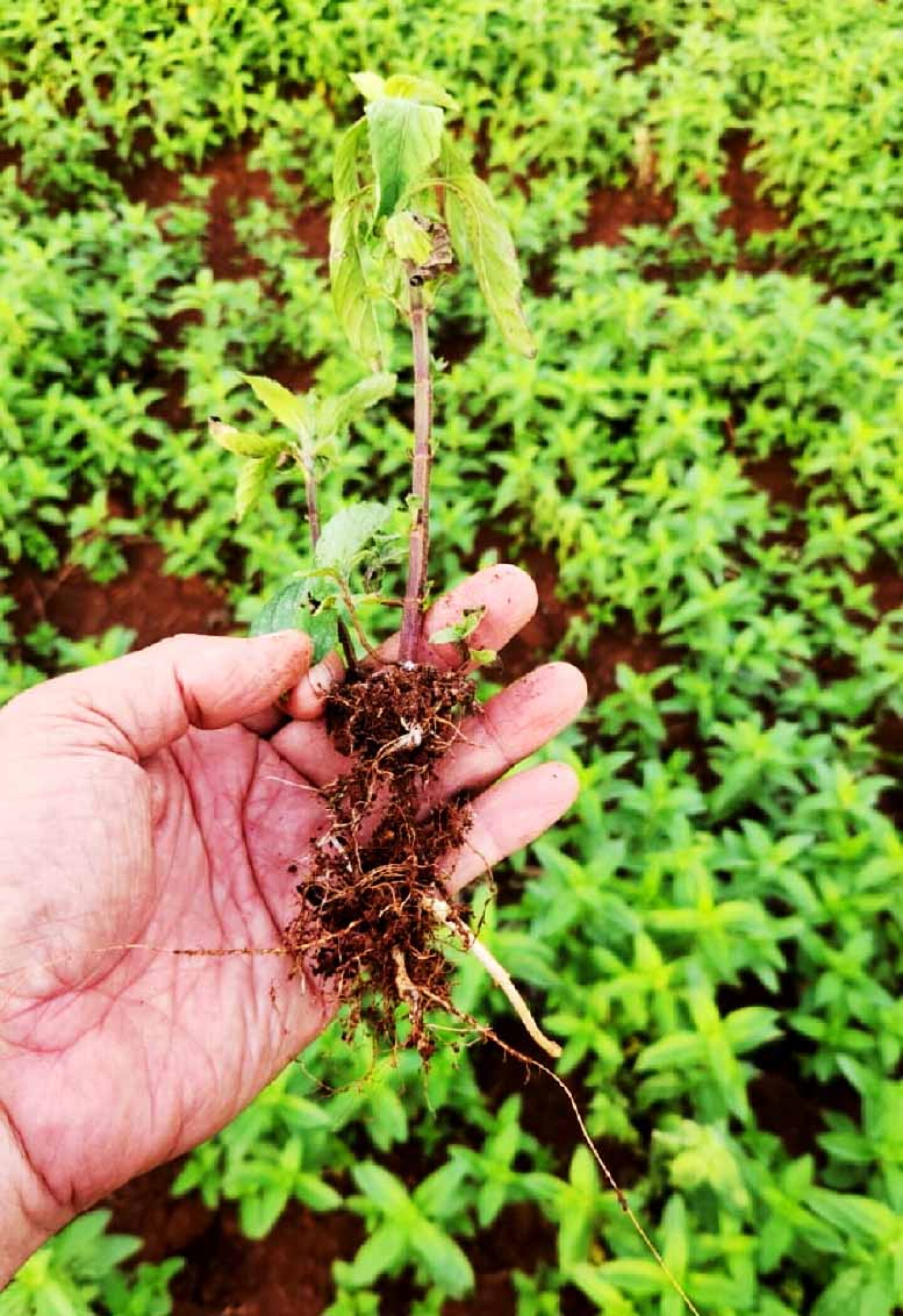 Peligra cosecha de menta ante los azotes de El Niño (2).jpg