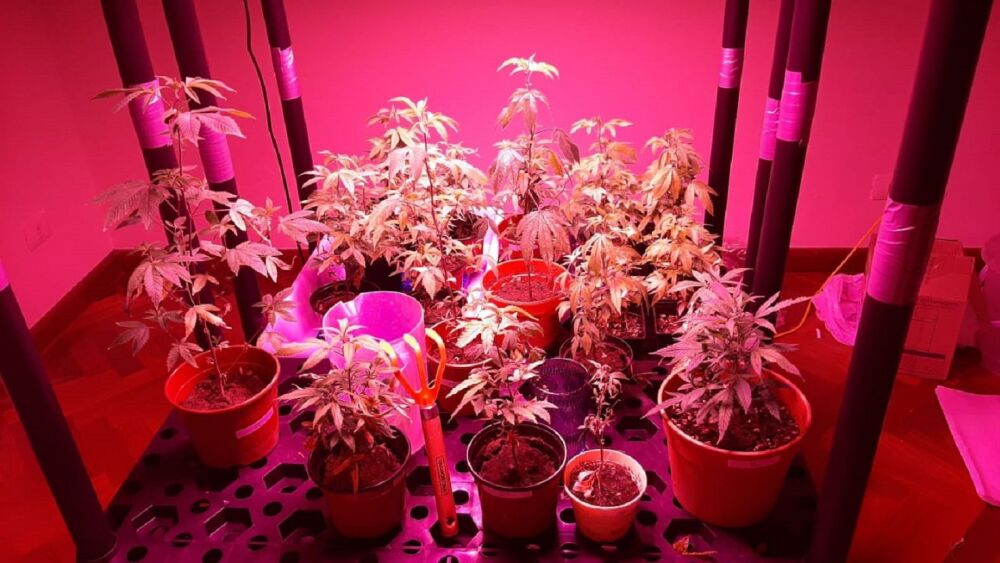 marihuana vip1.jpg