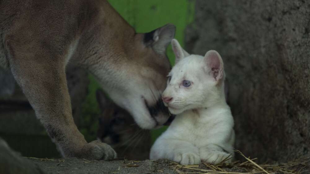 Presentan en público a Itzae, el primer puma albino nacido en cautiverio en Nicaragua