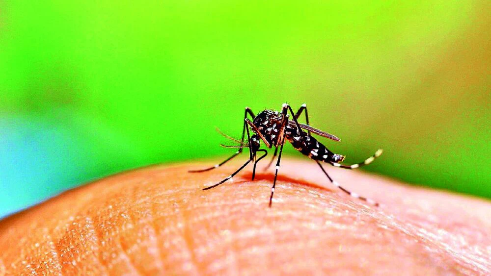 OMS aprueba nueva vacuna contra el dengue, que amenaza cada vez más América Latina OMS aprueba nueva vacuna contra el dengue, que amenaza cada vez más América Latina