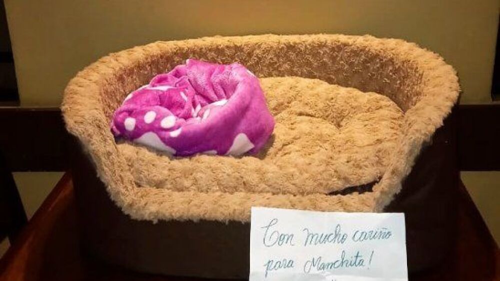 5244073-Libre-1745144176_embed