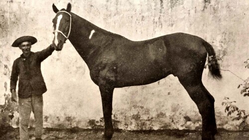 Bouvier - Paraguay Ilustrado.jpg