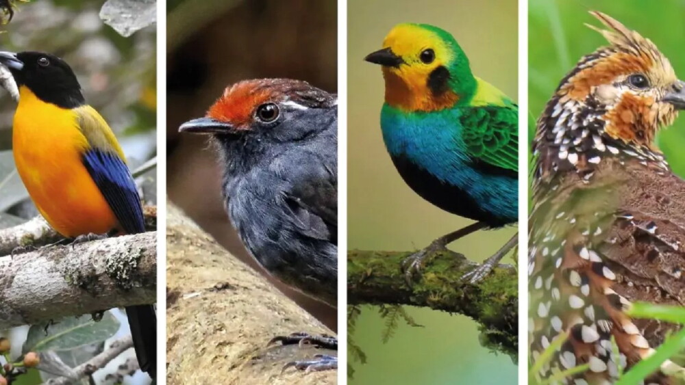 Entre aves, reptiles y más de 85 especies regresan a casa en Colombia 3 Liberan a 85 animales, entre aves, reptiles y mamíferos, a su hábitat en Colombia - Última Hora | Noticias de Paraguay y el mundo, las 24 horas. Noticias nacionales e internacionales, deportes,