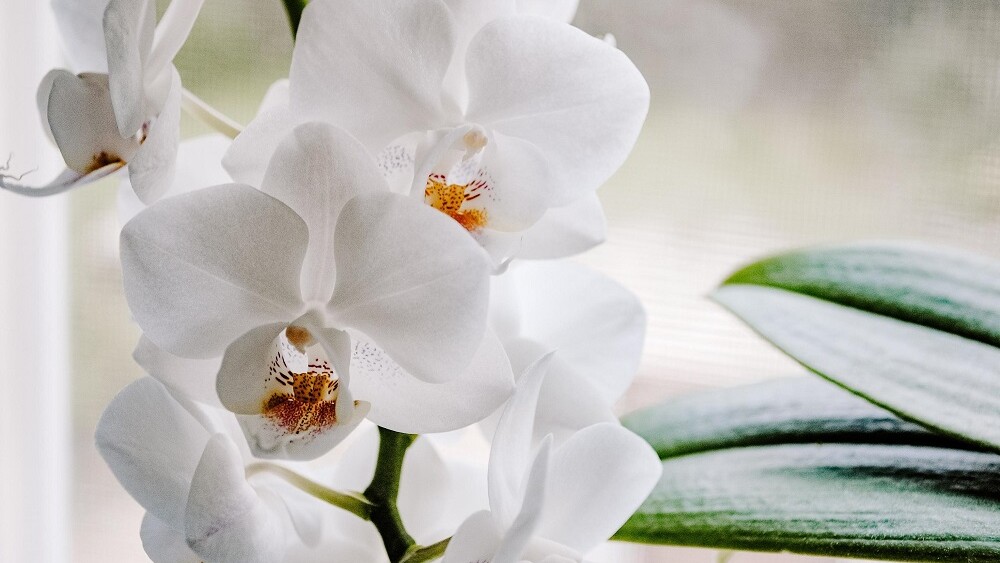 orquidea.jpg