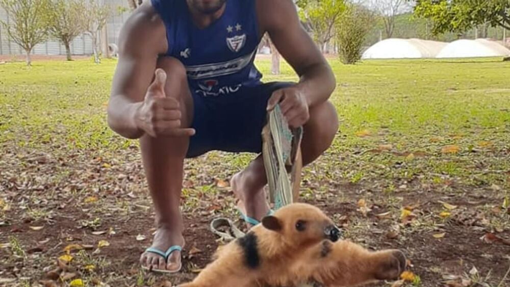 tema del oso melero 2.jpg